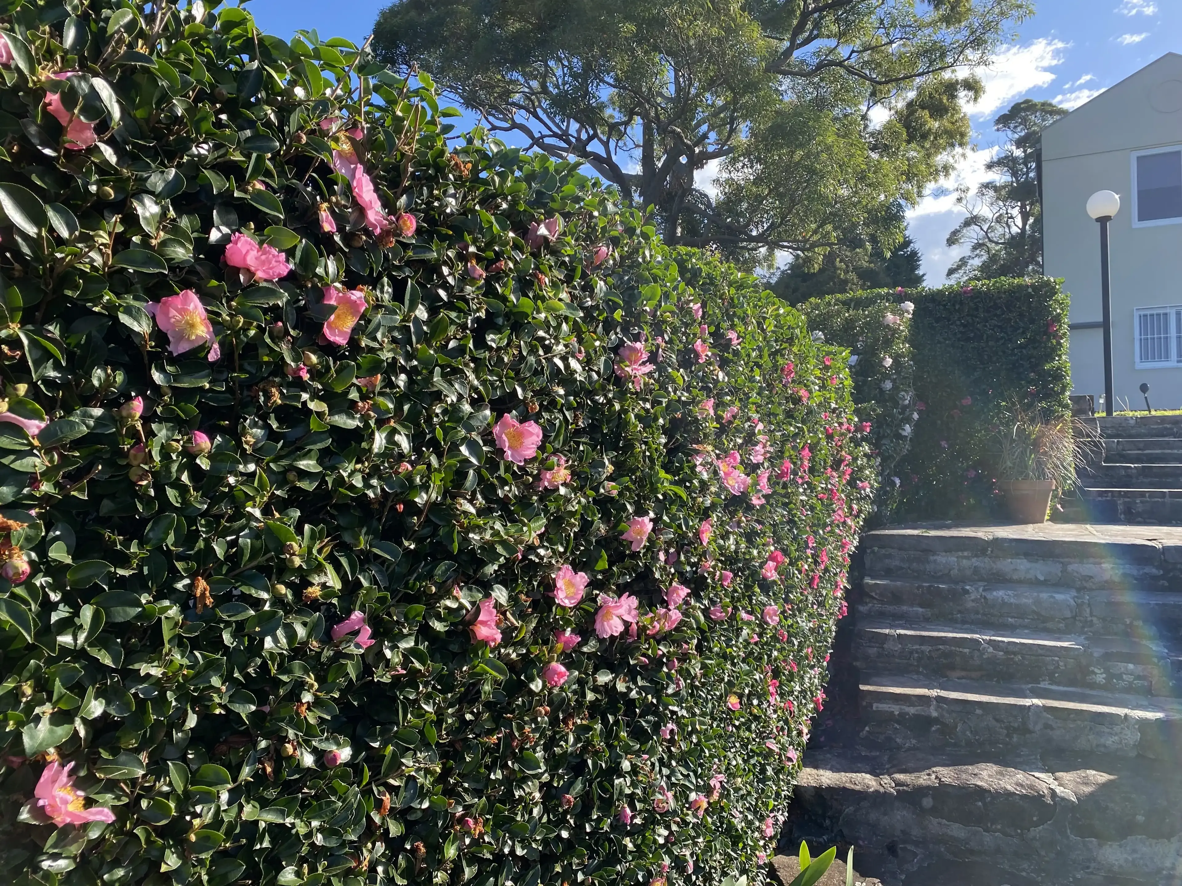 Hedge trimming