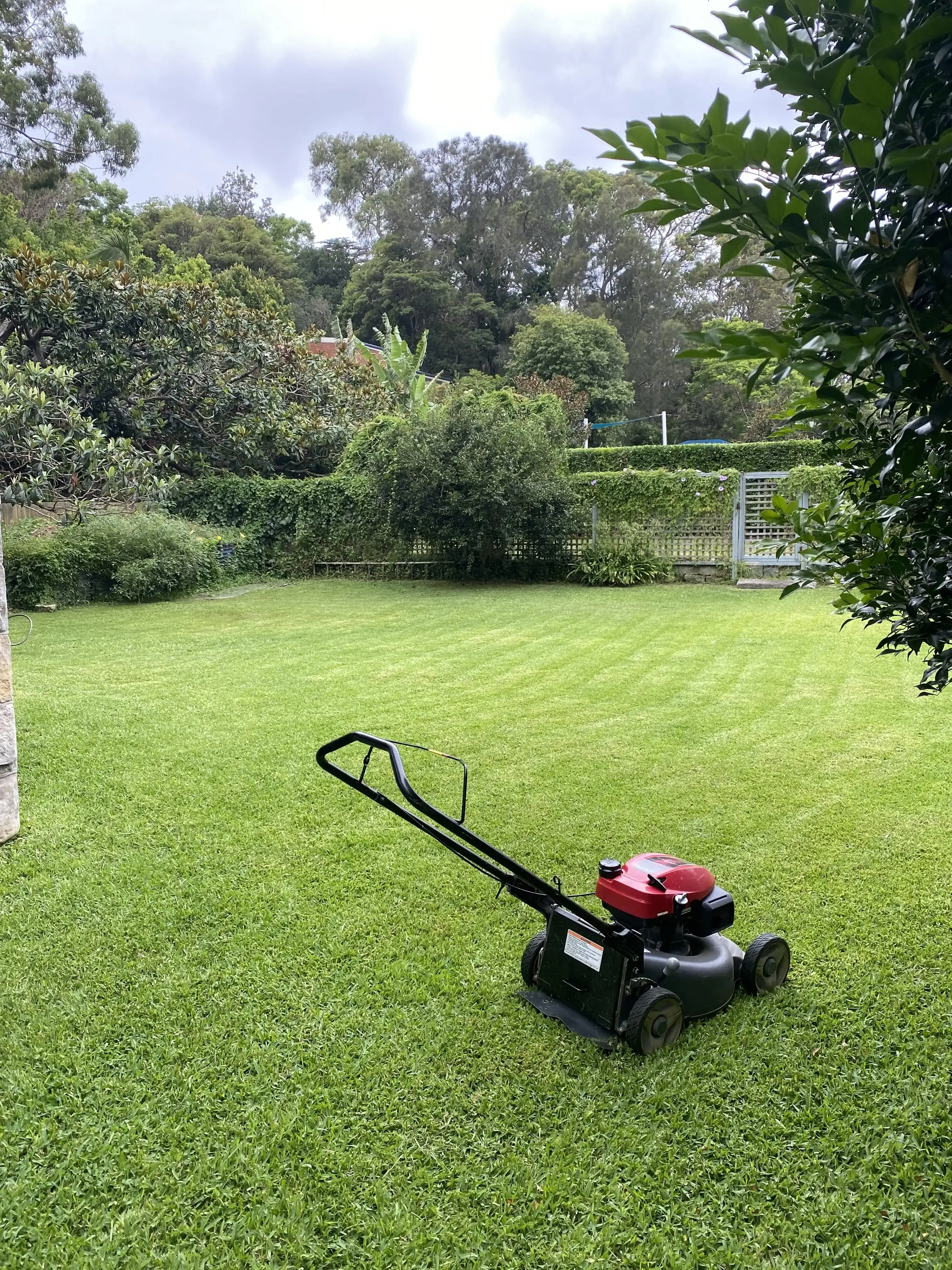 A freshly mown lawn under gum trees